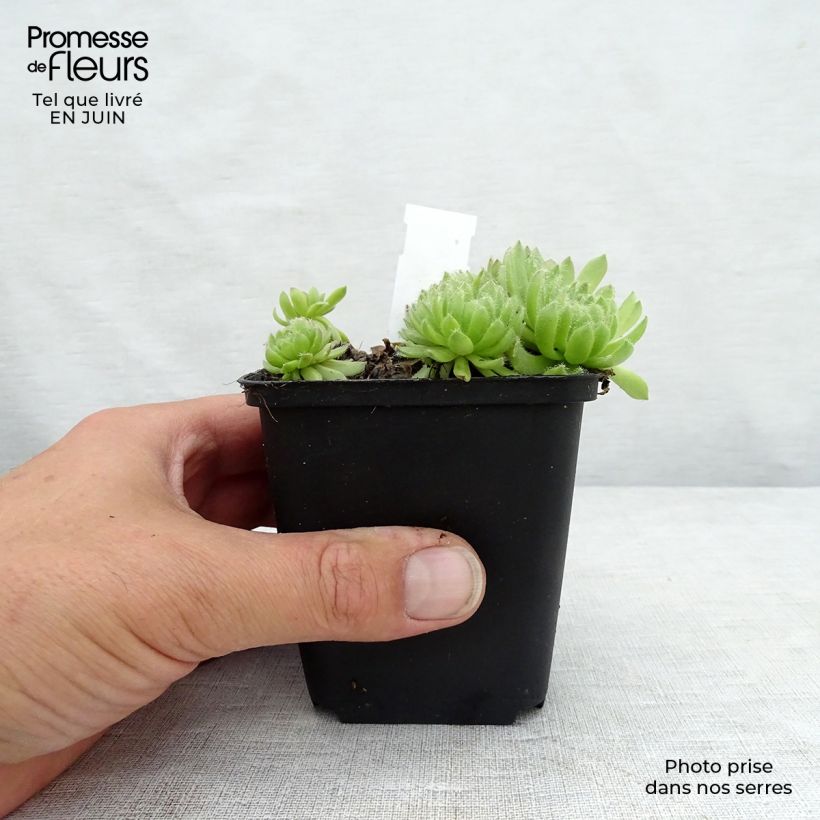 Esemplare di Sempervivum Gemengd - Semprevivo Vasetto da 8/9 cm consegnato in estate