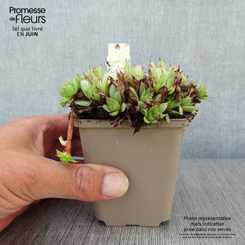 Esemplare di Sempervivum Noir - Semprevivo Vasetto da 8/9 cm consegnato in estate