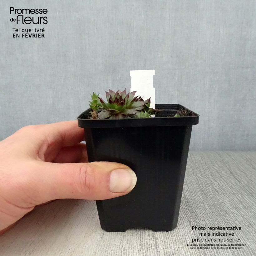 Sempervivum Rubin - Semprevivo Vasetto da 8/9 cm esemplare consegnato in inverno