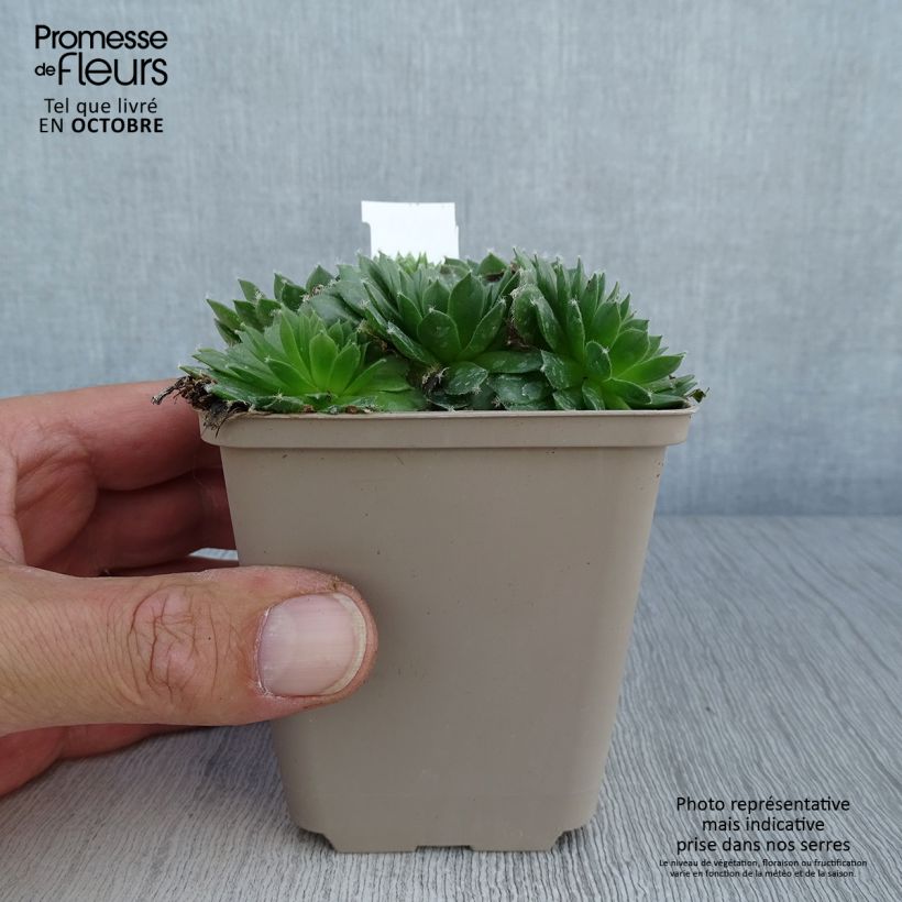 Esemplare di Sempervivum Silberkarneol - Semprevivo Vasetto da 8/9 cm come consegnato in autunno