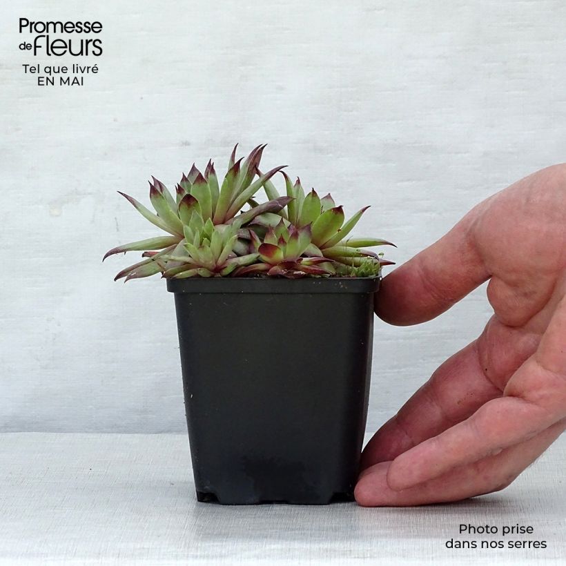 Sempervivum tectorum - Semprevivo maggiore Vasetto da 8/9 cmAltezza consegnata circa 5cm esemplare consegnato in primavera