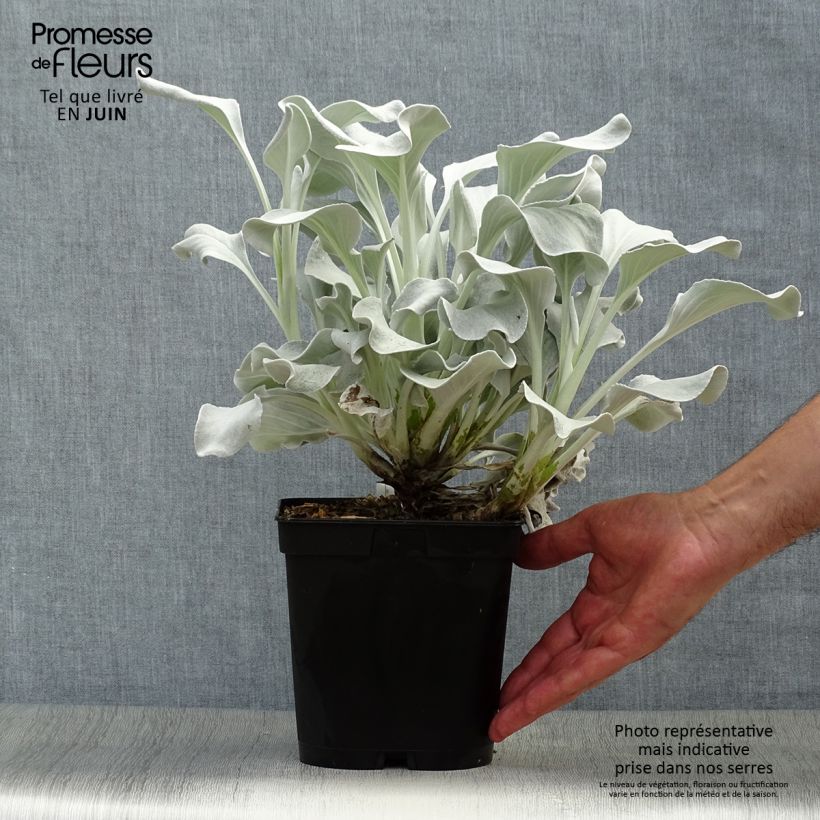 Esemplare di Senecio cineraria var. candicans Angel Wings Vaso da 2L/3L consegnato in estate
