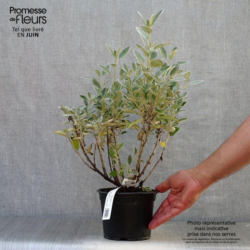 Esemplare di Senecio greyi Sunshine Vaso da 2L/3L consegnato in estate