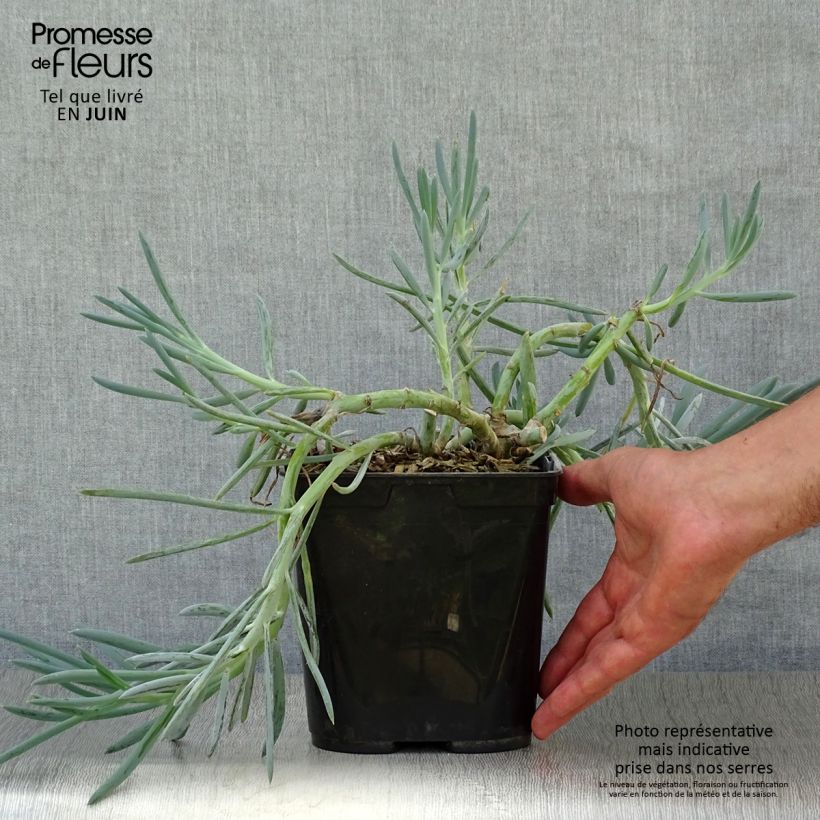 Esemplare di Senecio talinoides subsp. mandraliscae - Cleinia Vaso da 2L/3L consegnato in estate