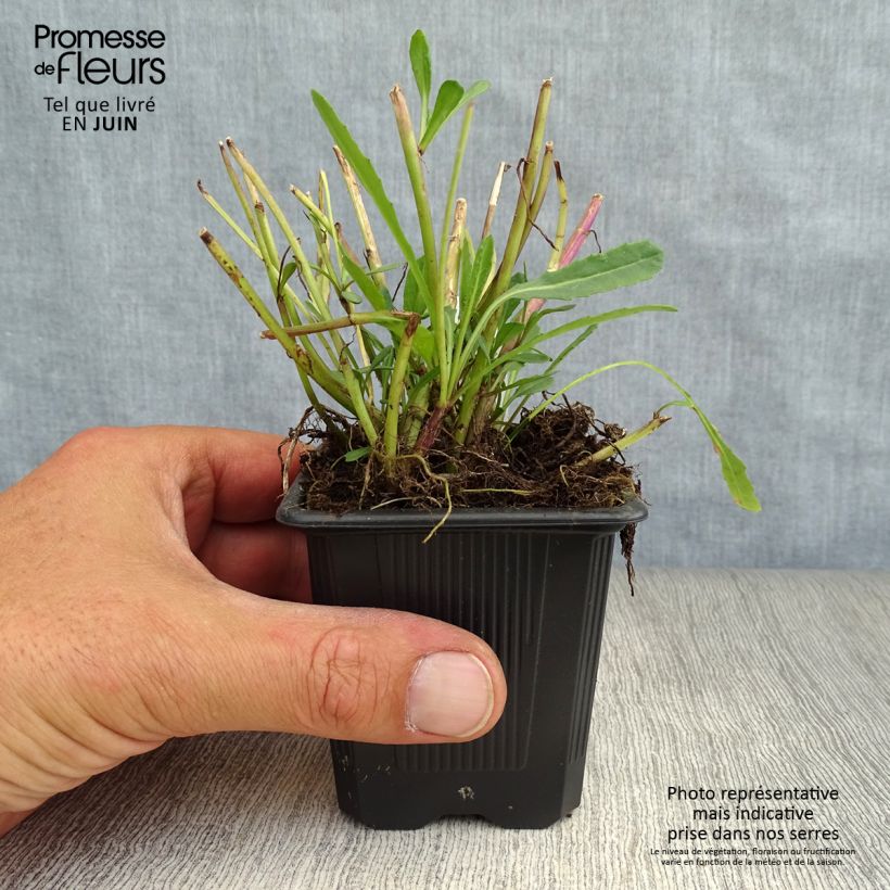 Esemplare di Senecio polyodon Vasetto da 8/9 cm consegnato in estate