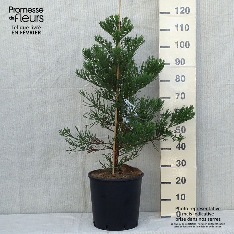 Esemplare di Sequoiadendron giganteum Greenpeace - Sequoia gigante Vaso da 18L/20L come consegnato in autunno
