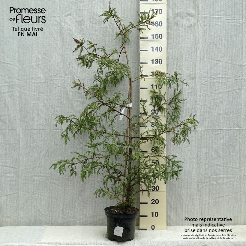 Sequoia sempervirens Vaso da 7,5L/10L esemplare consegnato in primavera