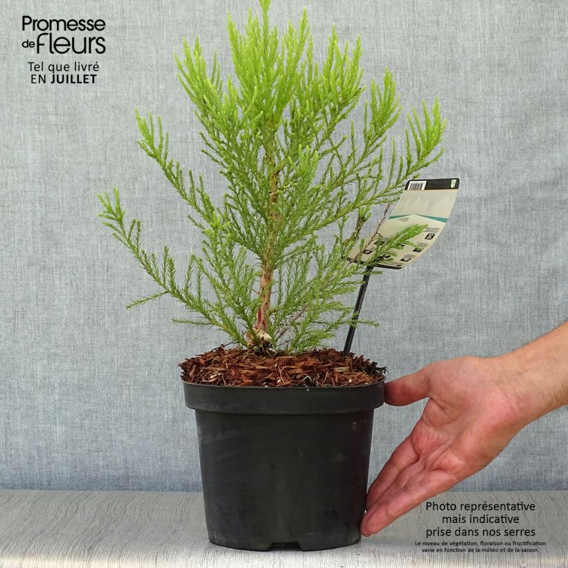 Esemplare di Sequoiadendron giganteum - Sequoia gigante Vaso da 2L/3L consegnato in estate