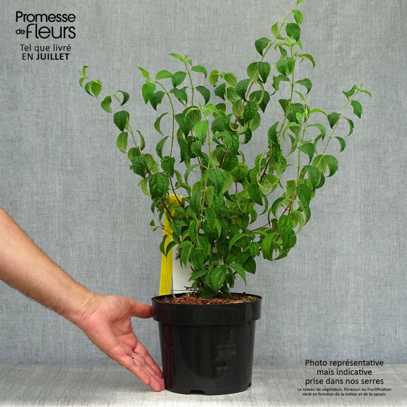 Esemplare di Philadelphus Beauclerk - Filadelfo Vaso da 2L/3L consegnato in estate