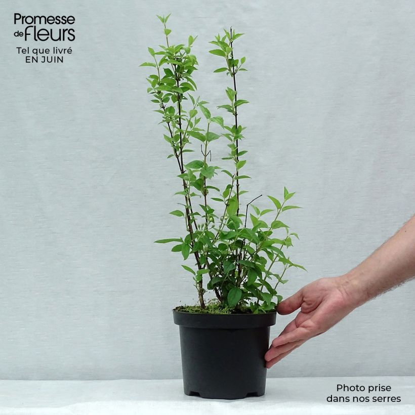 Esemplare di Philadelphus Frosty Morn - Filadelfo Vaso da 3L/4L consegnato in estate