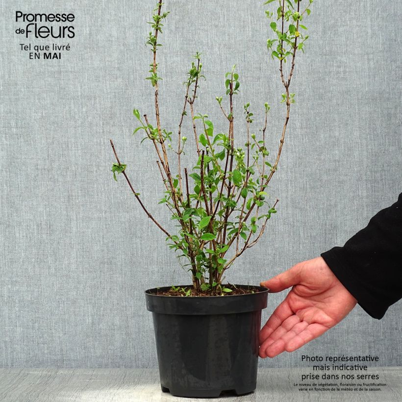 Philadelphus Snowbelle - Filadelfo Vaso da 2L/3LAltezza consegnata circa 40/50cm esemplare consegnato in primavera