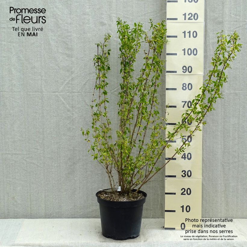 Philadelphus Snowbelle - Filadelfo Vaso da 7,5L/10LAltezza consegnata circa 80/100cm esemplare consegnato in primavera