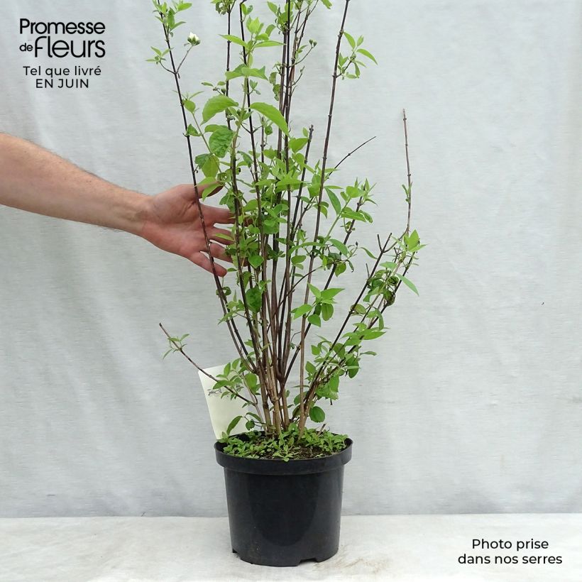 Esemplare di Philadelphus virginalis Natchez - Filadelfo Vaso da 4L/5L consegnato in estate