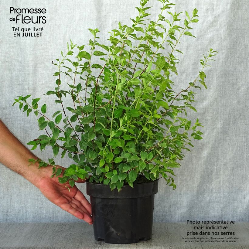 Esemplare di Philadelphus lemoinei Manteau d'Hermine - Filadelfo Vaso da 3L/4L consegnato in estate