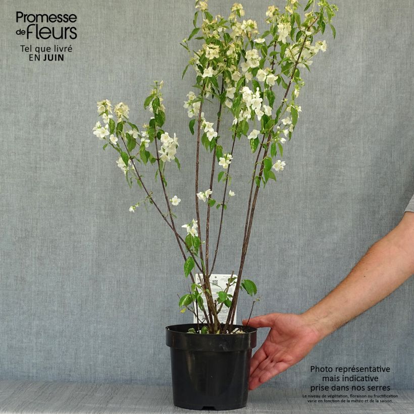 Esemplare di Philadelphus lemoinei Innocence - Filadelfo Vaso da 3L/4L consegnato in estate