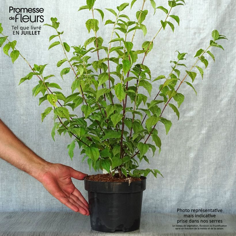 Esemplare di Philadelphus Belle Etoile - Filadelfo Vaso da 3L/4L consegnato in estate