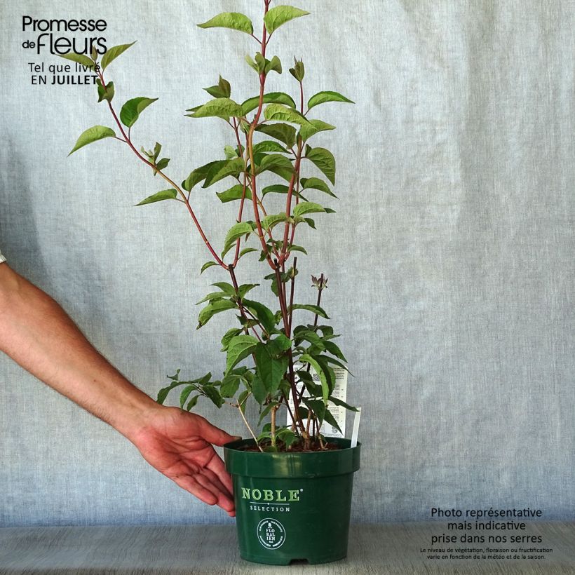 Esemplare di Philadelphus Starbright - Filadelfo Vaso da 3L/4L consegnato in estate