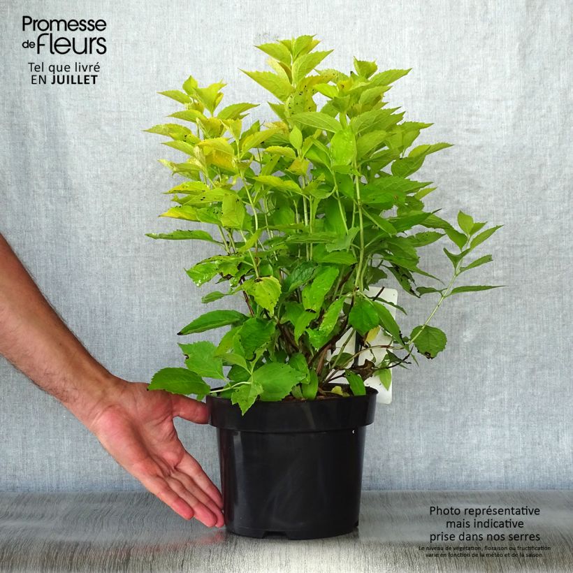 Esemplare di Philadelphus Aureus - Fior d'angiolo Vaso da 2L/3L consegnato in estate