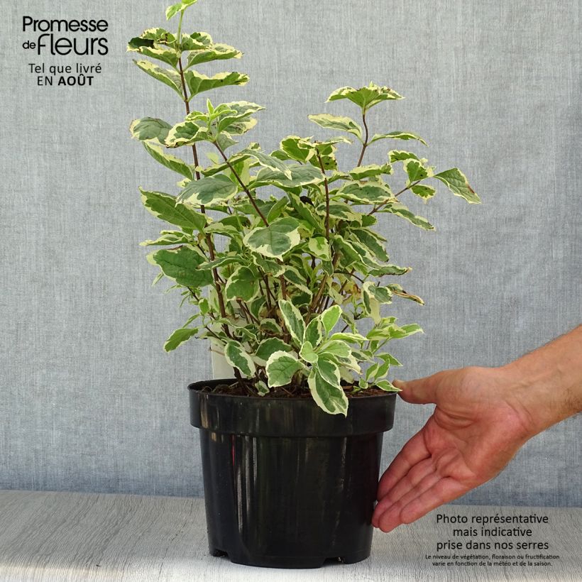 Esemplare di Philadelphus Variegatus - Fior d'angiolo Vaso da 3L/4L consegnato in estate