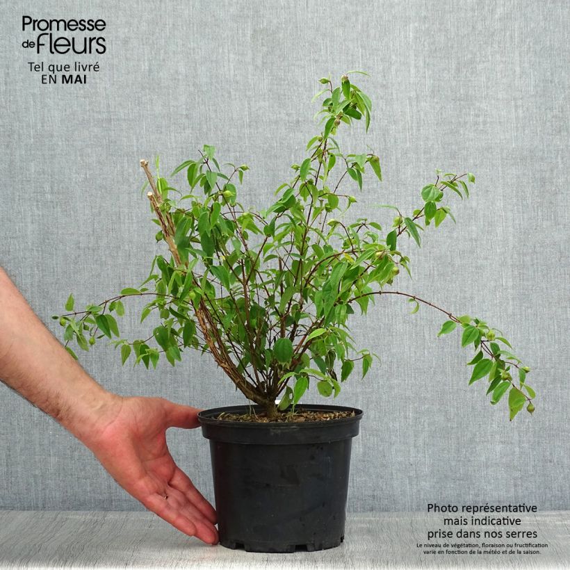 Philadelphus mexicanus - Filadelfo Vaso da 3L/4L esemplare consegnato in primavera