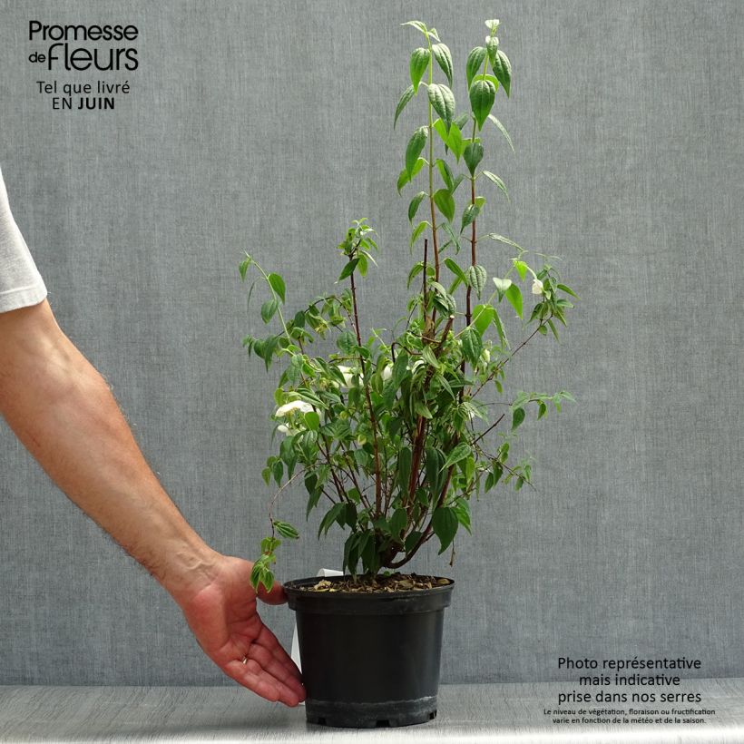 Esemplare di Philadelphus mexicanus - Filadelfo Vaso da 3L/4L consegnato in estate