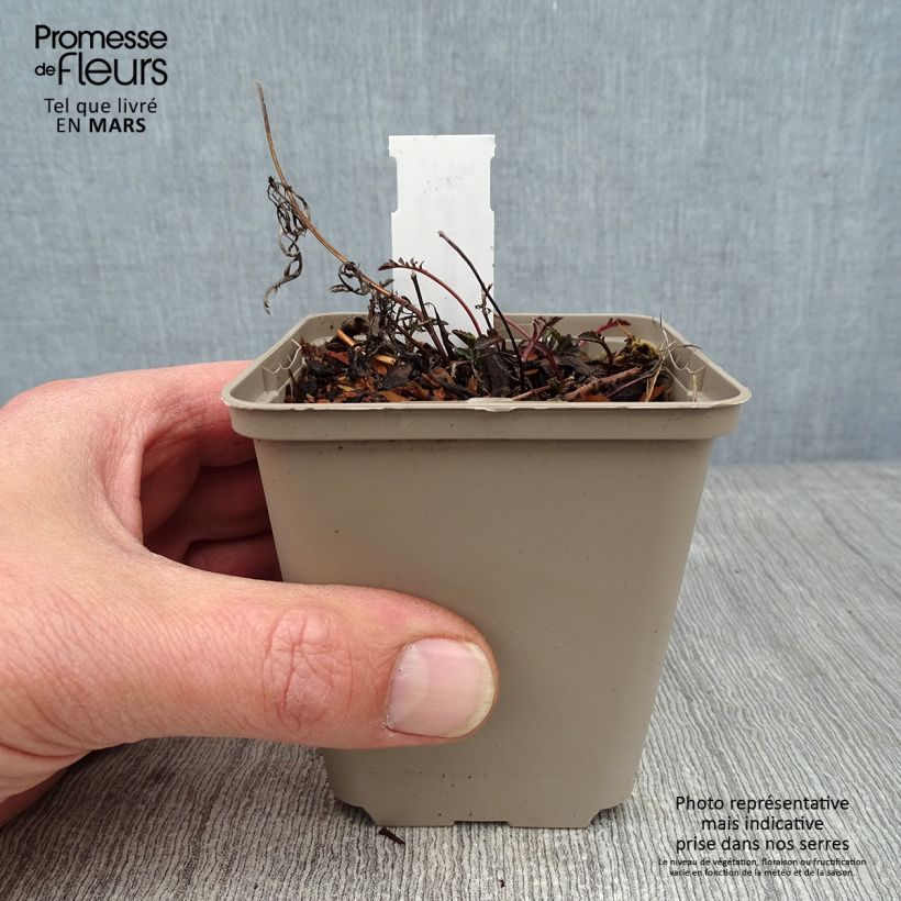 Serratula tinctoria ssp seoanei Vasetto da 8/9 cm esemplare consegnato in inverno