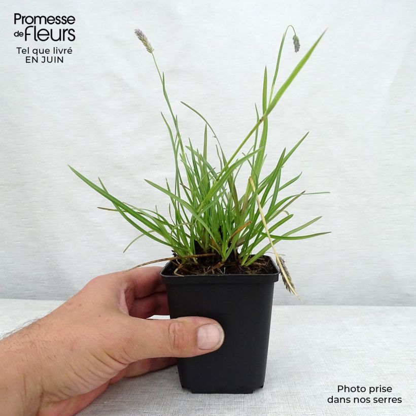 Esemplare di Sesleria argentea Vasetto da 8/9 cm consegnato in estate
