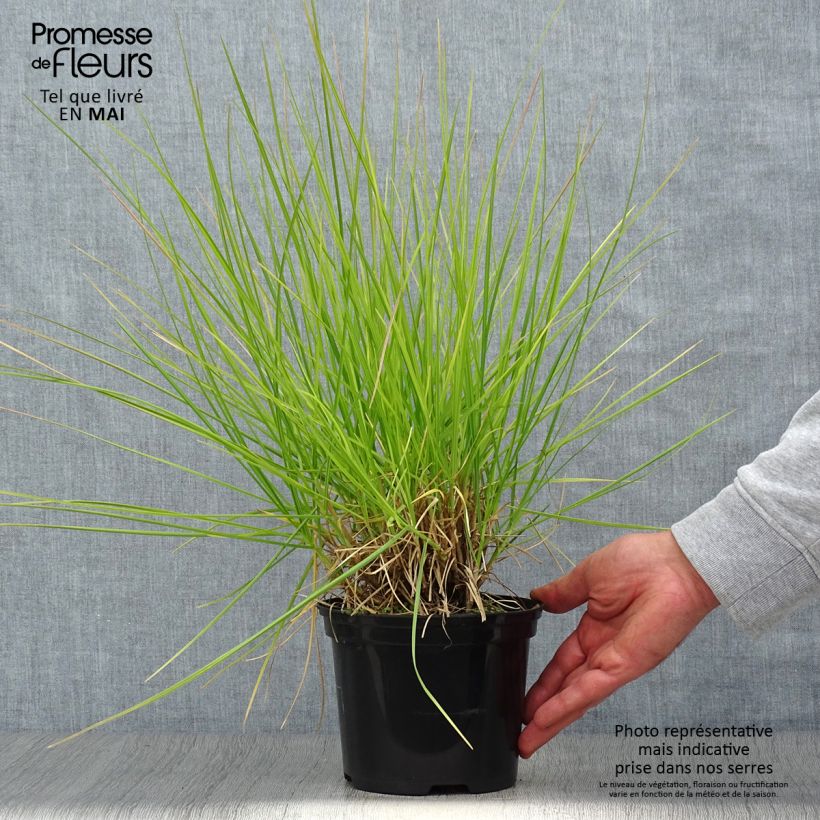 Sesleria autumnalis - Sesleria d'autunno Vaso da 2L/3L esemplare consegnato in primavera