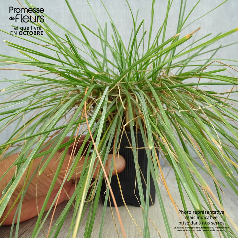 Esemplare di Sesleria caerulea - Sesleria comune Vasetto da 8/9 cm come consegnato in autunno