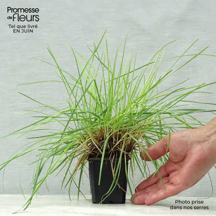 Esemplare di Sesleria caerulea - Sesleria comune Vasetto da 8/9 cm consegnato in estate