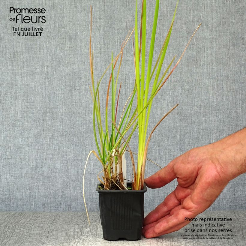 Esemplare di Sesleria heufleriana Vasetto da 8/9 cm consegnato in estate