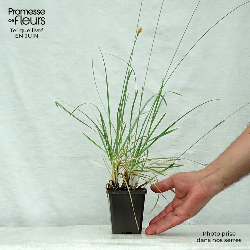 Esemplare di Sesleria nitida - Sesleria dei macereti Vasetto da 8/9 cm consegnato in estate