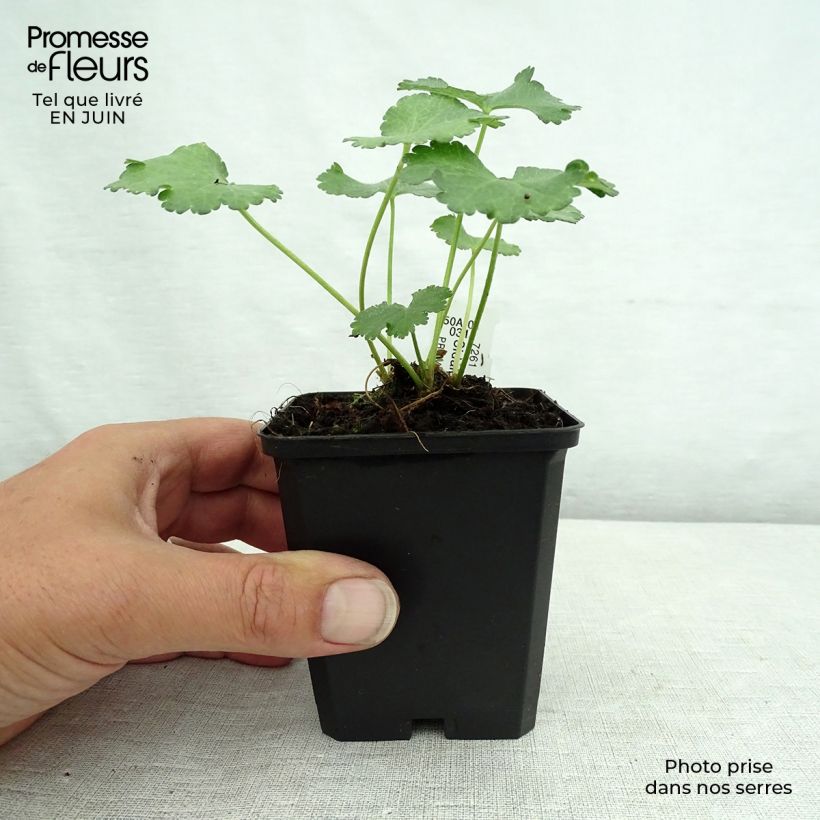 Esemplare di Sidalcea malviflora Elsie Heugh Vasetto da 8/9 cm consegnato in estate