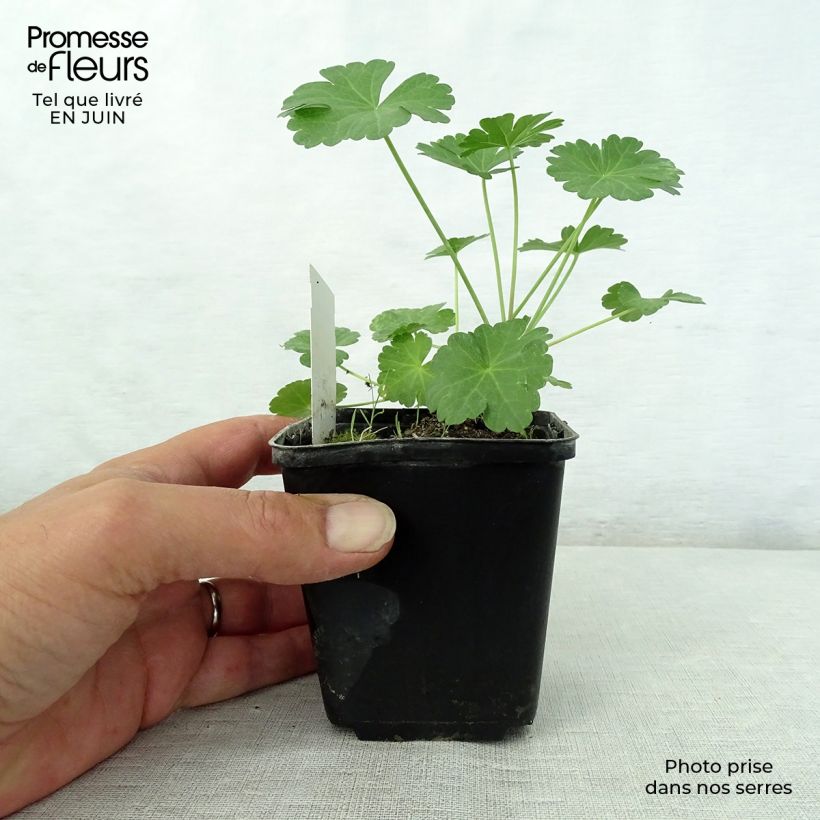 Esemplare di Sidalcea candida Vasetto da 8/9 cm consegnato in estate