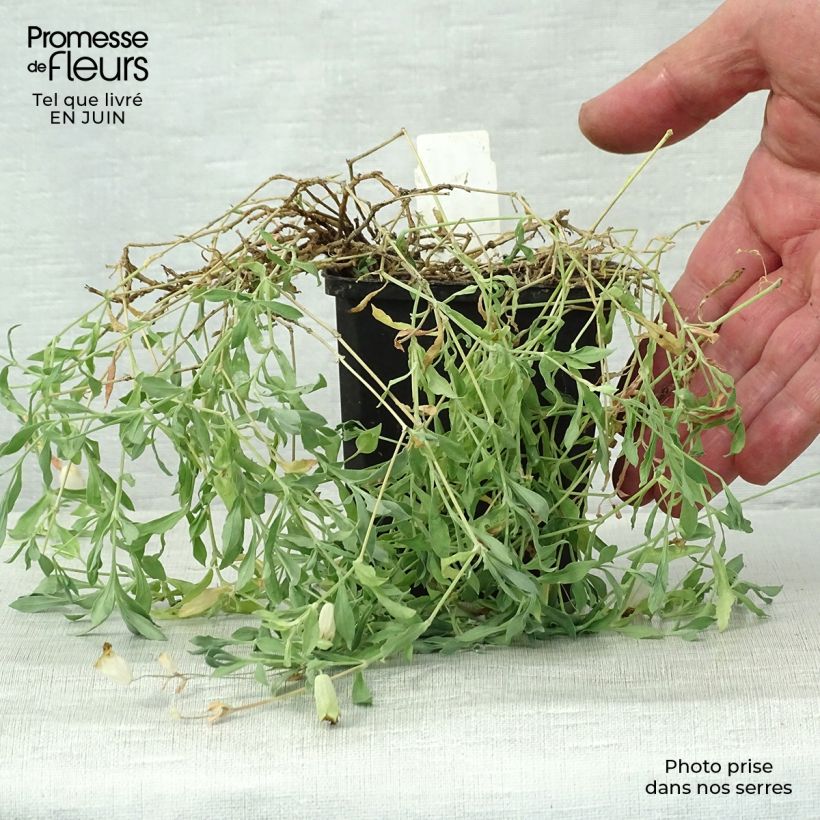 Esemplare di Silene uniflora Weisskehlchen Vasetto da 8/9 cm consegnato in estate