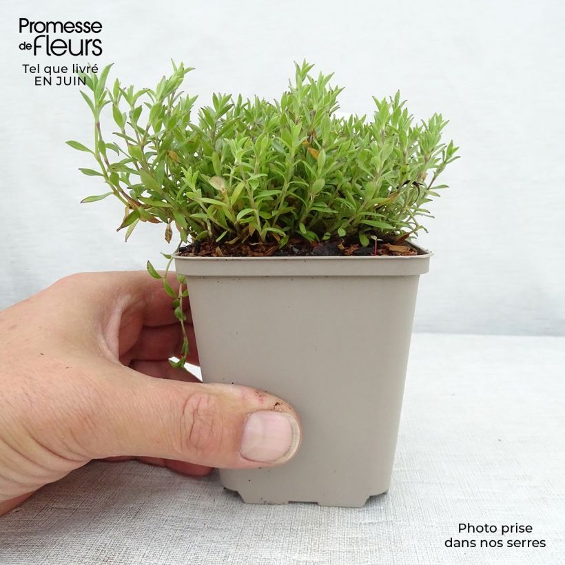 Esemplare di Silene schafta Vasetto da 8/9 cm consegnato in estate