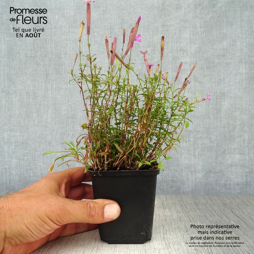 Esemplare di Silene schafta Splendens Vasetto da 8/9 cm consegnato in estate