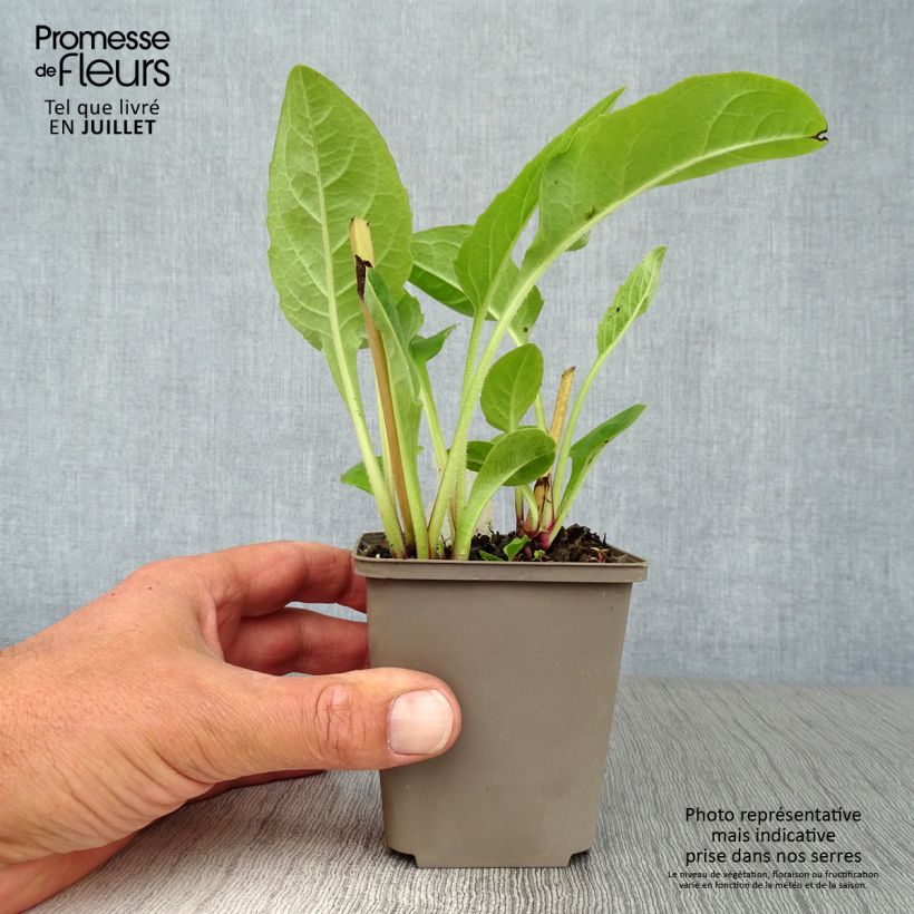 Esemplare di Silphium perfoliatum Vasetto da 8/9 cm consegnato in estate