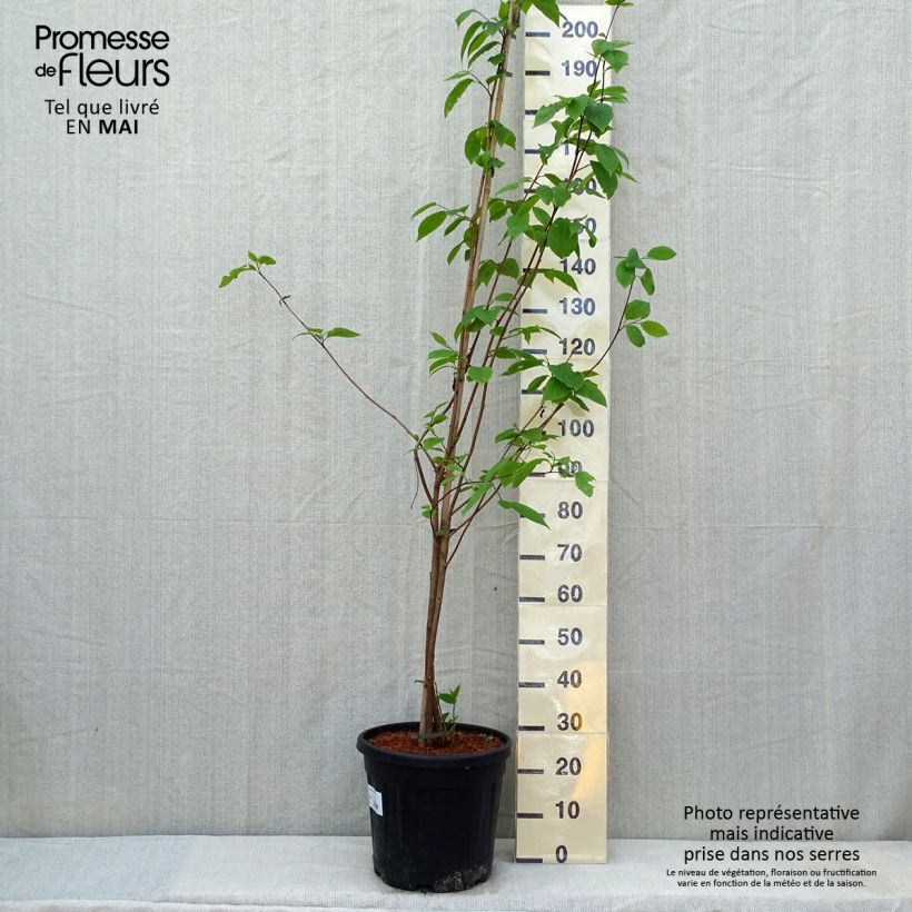 Sinojackia xylocarpa - Jaquier de Chine Pot de 6L/7L esemplare consegnato in primavera
