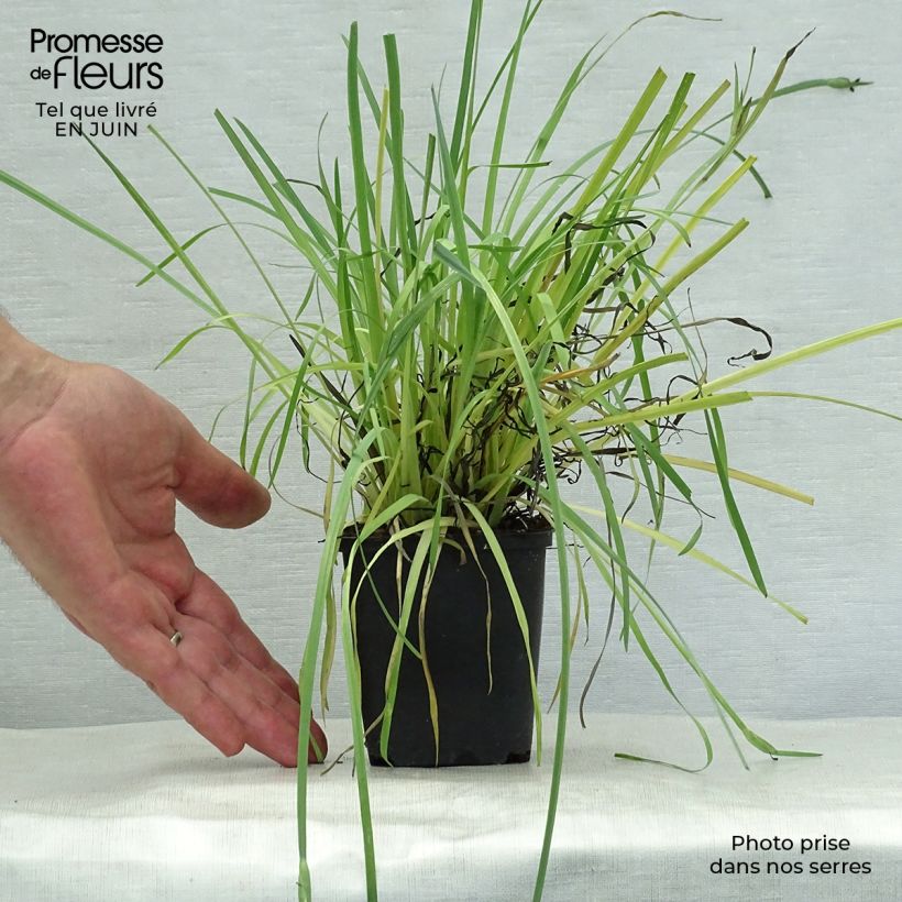 Esemplare di Sisyrinchium californicus Vasetto da 8/9 cm consegnato in estate
