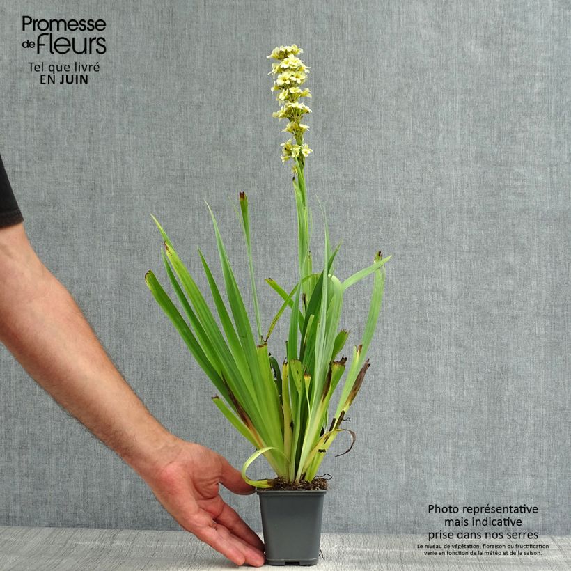 Esemplare di Sisyrinchium striatum Aunt May Vasetto da 8/9 cm consegnato in estate