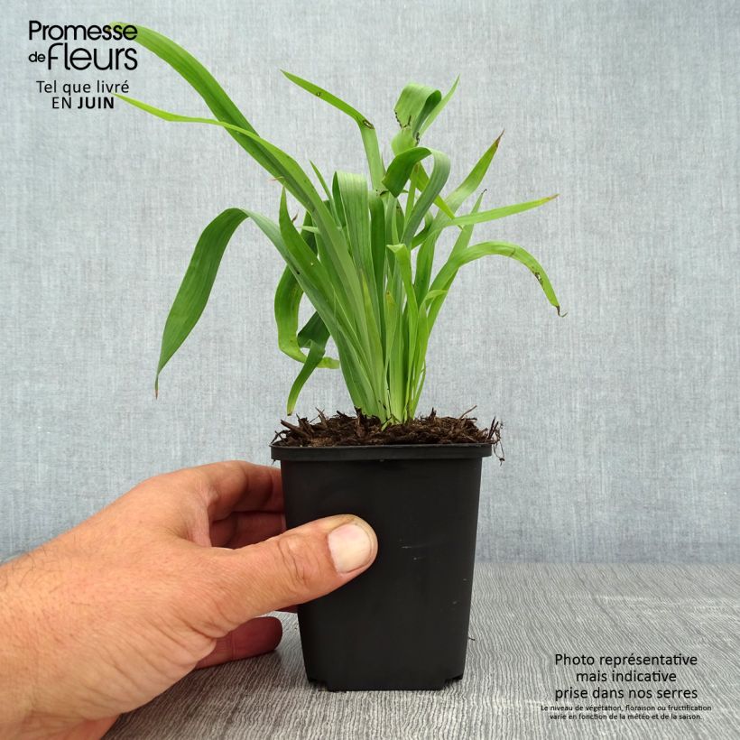 Esemplare di Sisyrinchium striatum Vasetto da 8/9 cm consegnato in estate