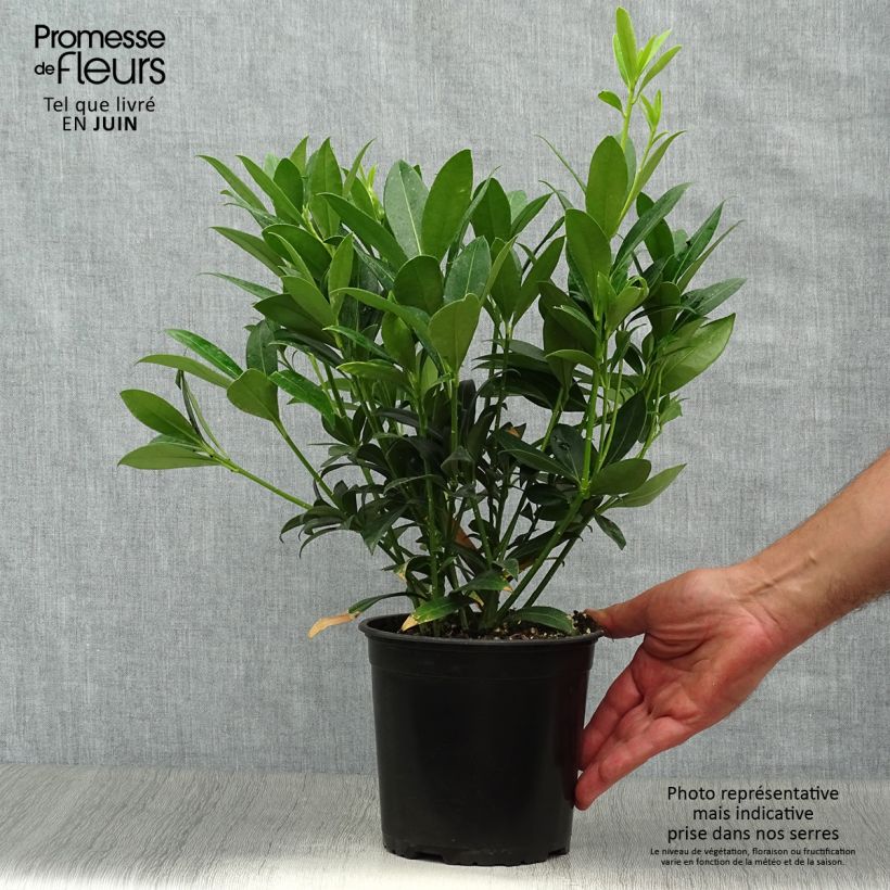 Esemplare di Skimmia japonica Kew White Vaso da 2L/3L consegnato in estate