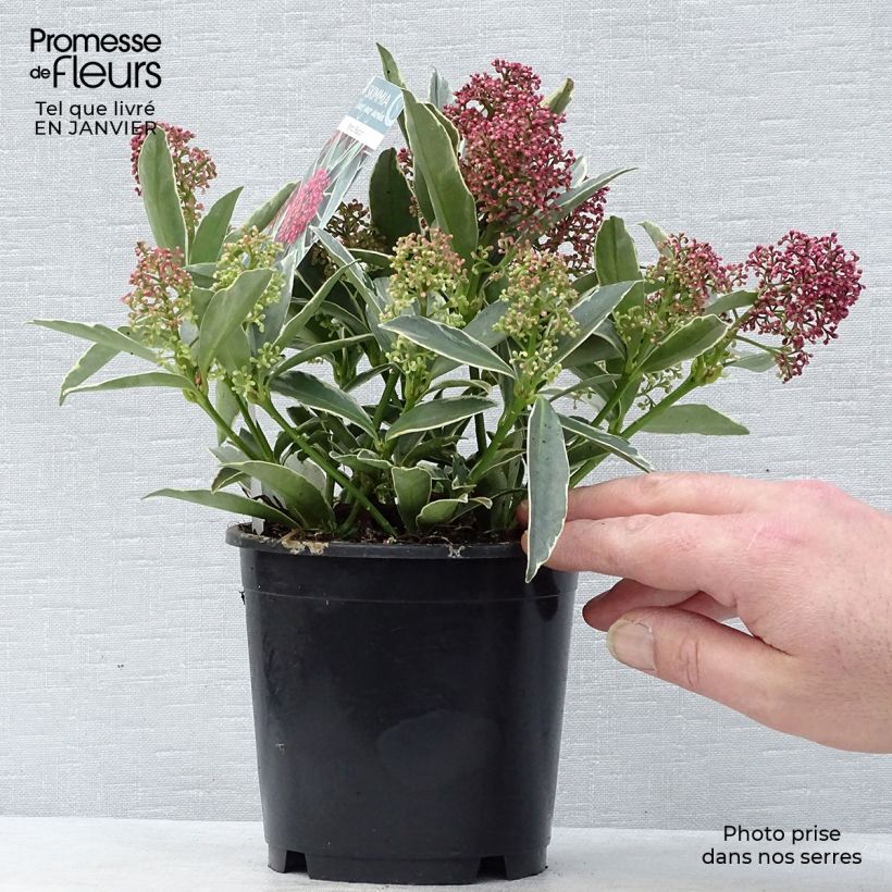 Skimmia japonica Magic Marlot Vaso da 1L/1,5L esemplare consegnato in inverno
