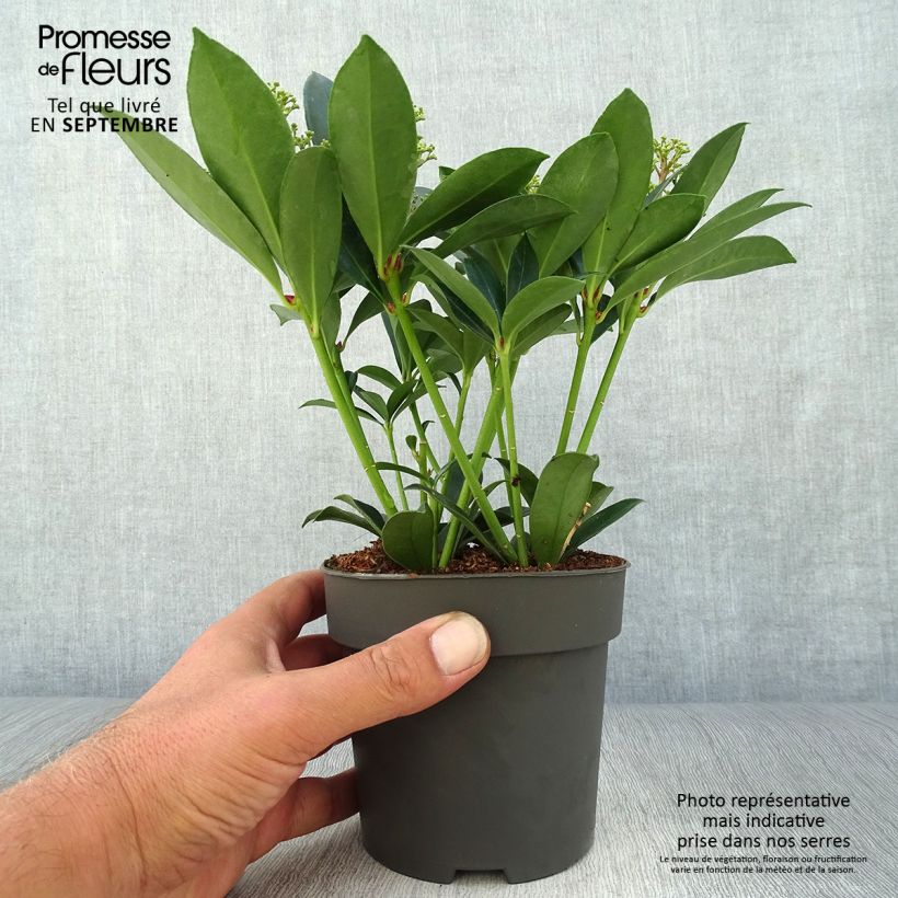 Esemplare di Skimmia japonica Pink Dwarf Vaso da 1L/1,5L come consegnato in autunno