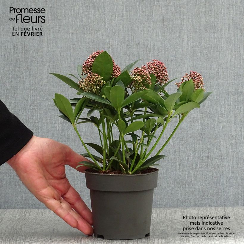 Skimmia japonica Pink Dwarf Vaso da 1L/1,5L esemplare consegnato in inverno