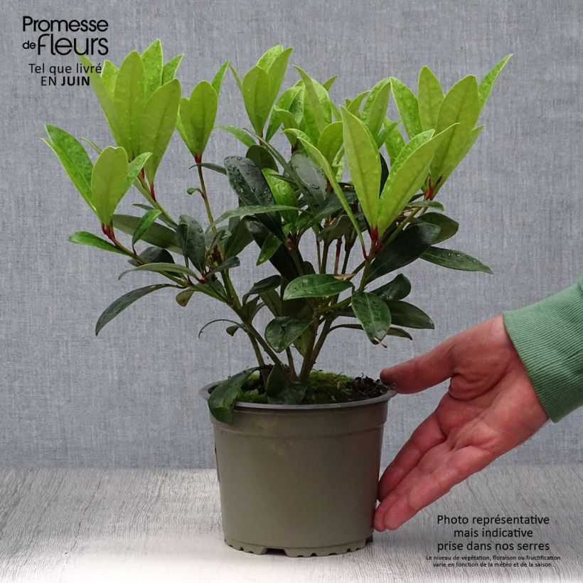 Esemplare di Skimmia japonica Rubella Vaso da Ø 12 cm / 13 cm consegnato in estate