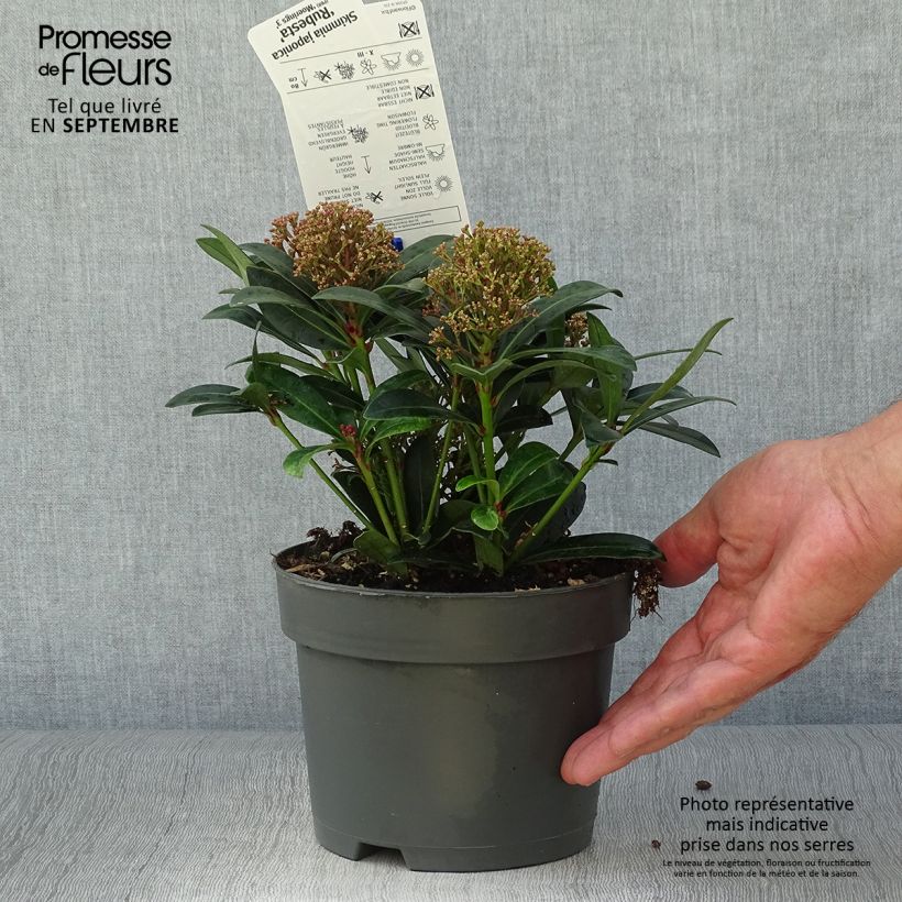 Esemplare di Skimmia japonica Rubesta Vaso da 2L/3L come consegnato in autunno