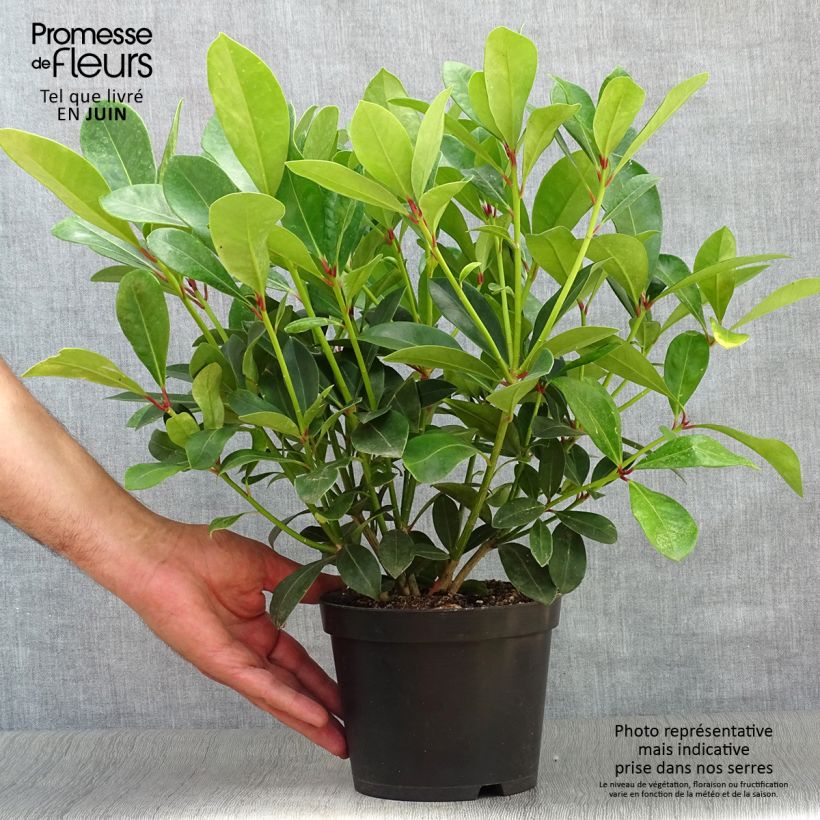 Esemplare di Skimmia japonica Veitchii Vaso da 2L/3L consegnato in estate