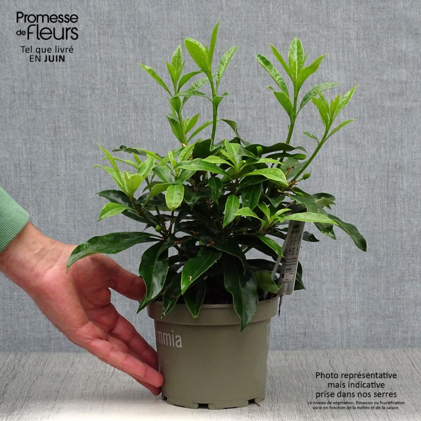 Esemplare di Skimmia reevesiana Vaso da 1L/1,5L consegnato in estate
